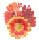 gerbera clump